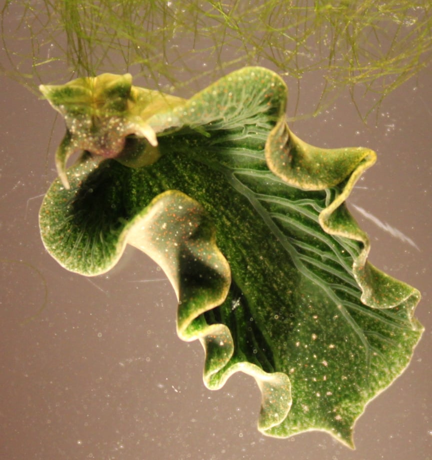 A close-up image of a bright green sea slug with ruffled, leaf-like edges, resembling a piece of underwater lettuce. Its surface is speckled with golden dots, and delicate frills ripple along its sides as it floats near strands of green algae. The creature’s translucent texture and vivid color give it an almost plant-like appearance.