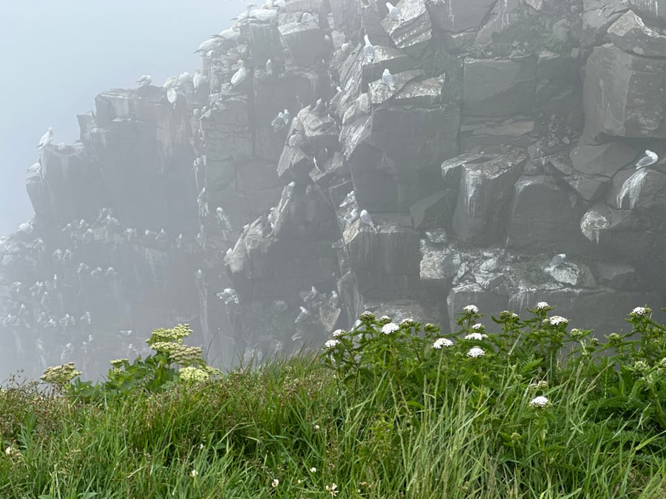 Across from the side of the path, a huge cliff with many rocky shelves and crevices, all filled with various nesting birds.