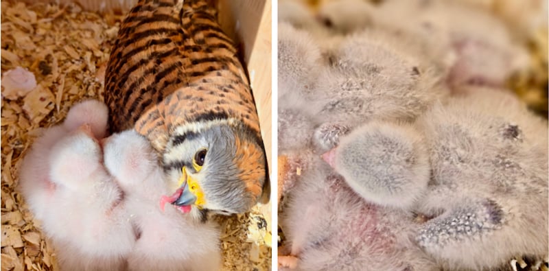 On the May 30 visit (left), the female was feeding something juicy to the hatchlings. By June 2nd (right), at around eight days old, their skin was turning bluish on their wings, shoulders, backs and crowns.