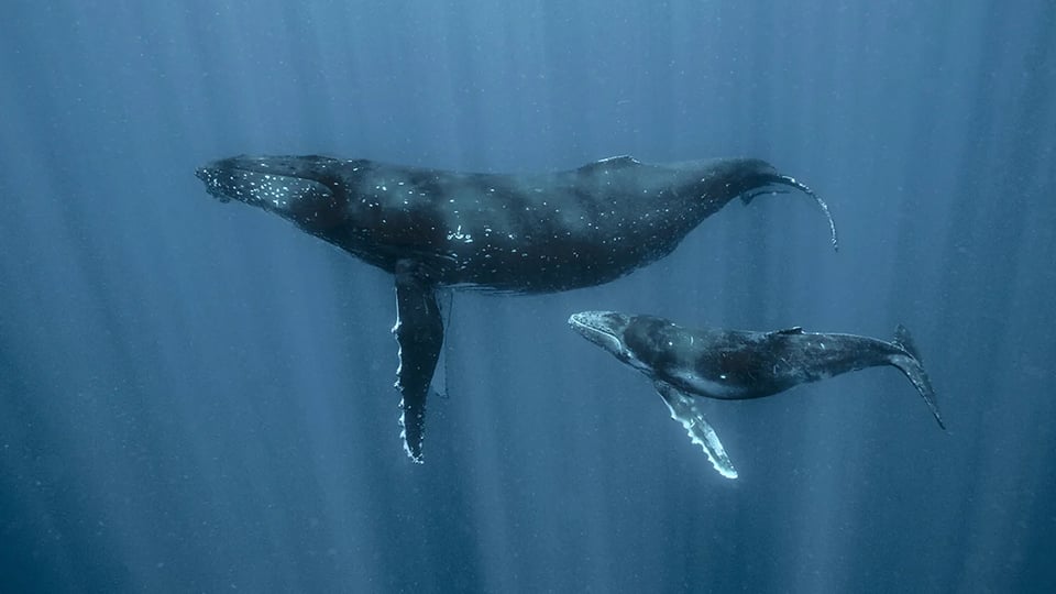 whales.
