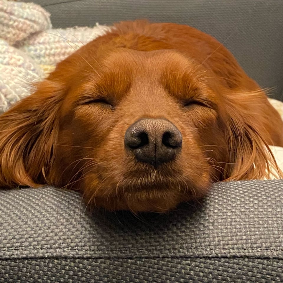 A cute dog asleep.