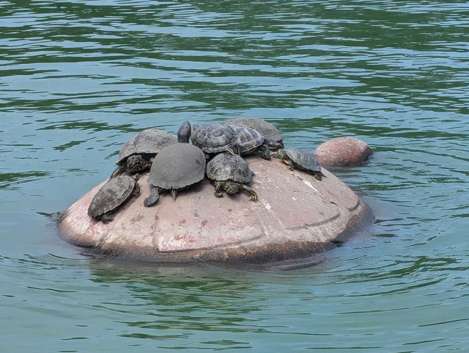 The turtle-shaped rock in Golden Gate Park covered with turtles (on Spreckles Lake)
