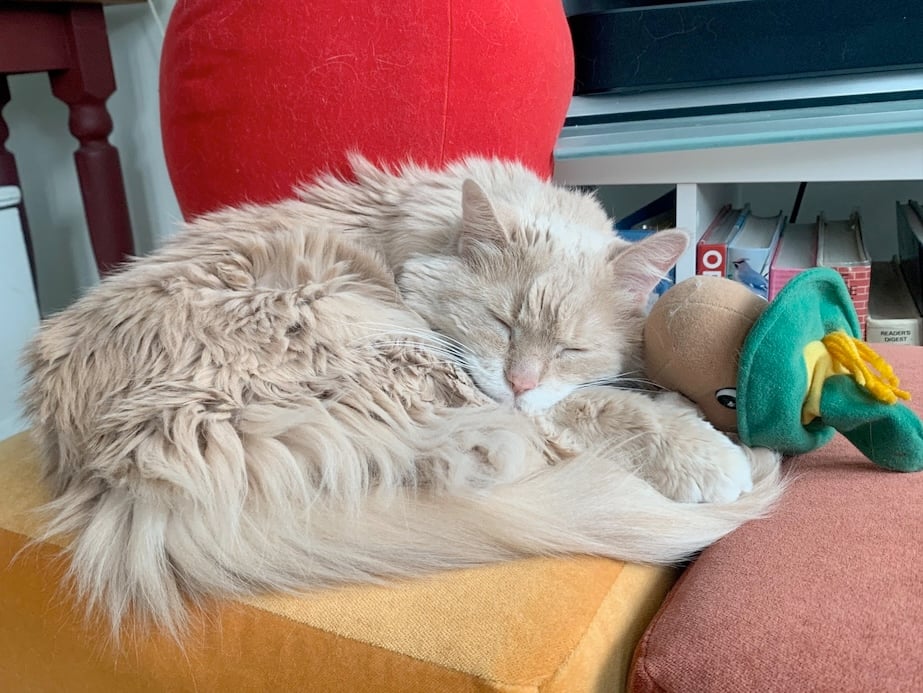 a tan-colored longhair cat sleeps in a curled-up way on a yellow ottoman. he is cuddling a brown and green toy.