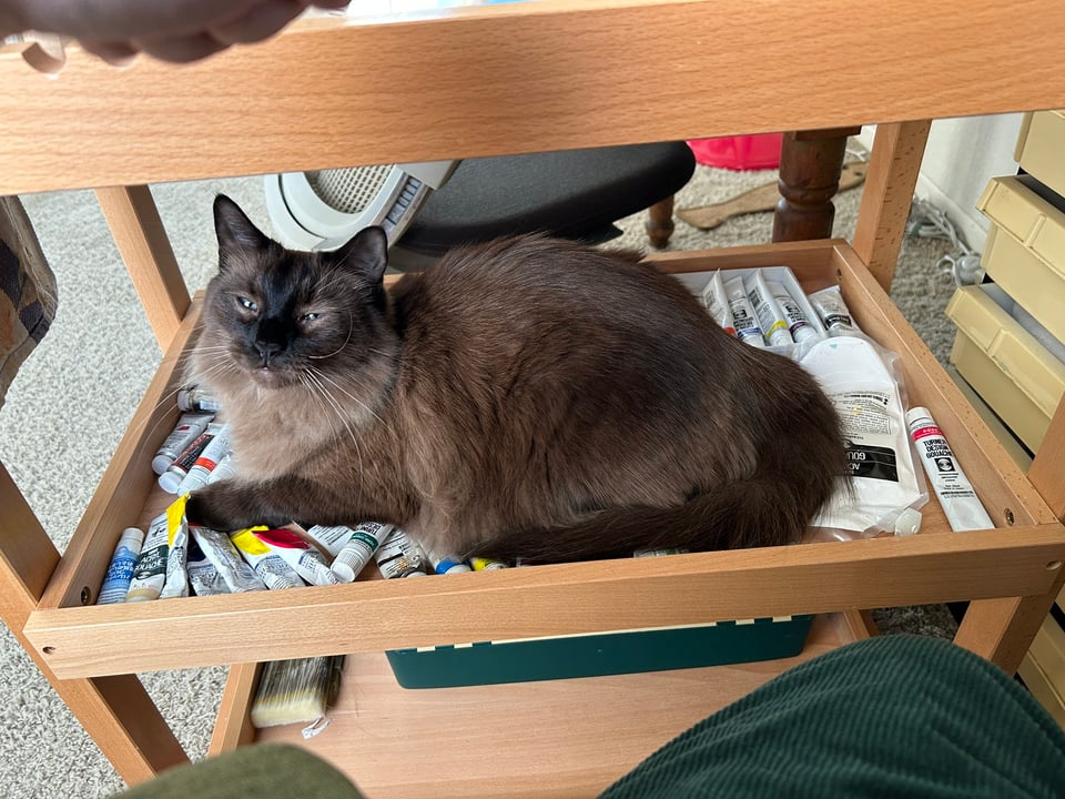A brown point cat with long fur and long, slightly curled whiskers loafs on top of a shelf filled with paint tubes. His face and legs are darker and his body is lighter in color.
