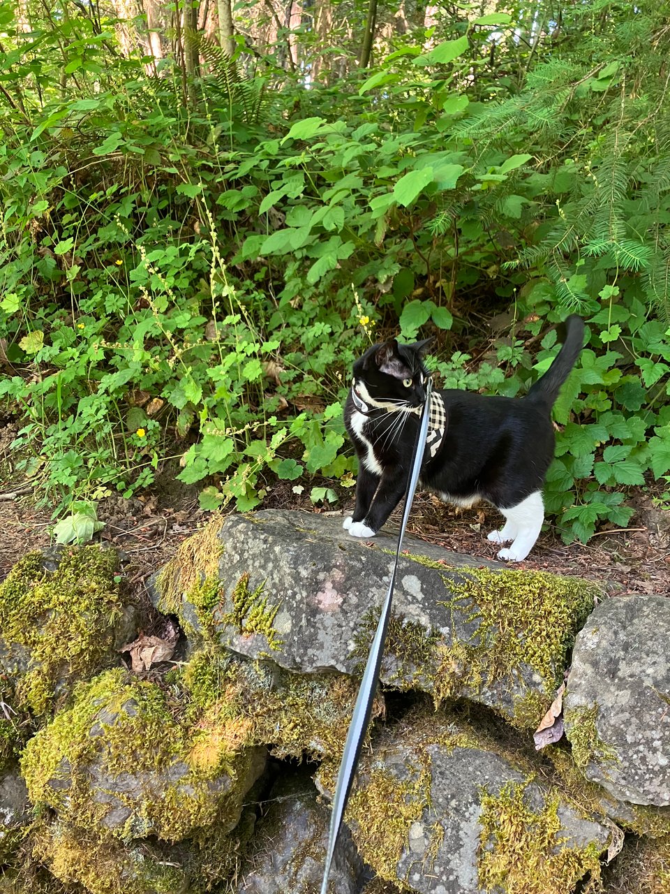 Mira, the greatest cat in the world, is standing on top of some moss rocks. Don't worry: she's wearing her harness, so she's safe.