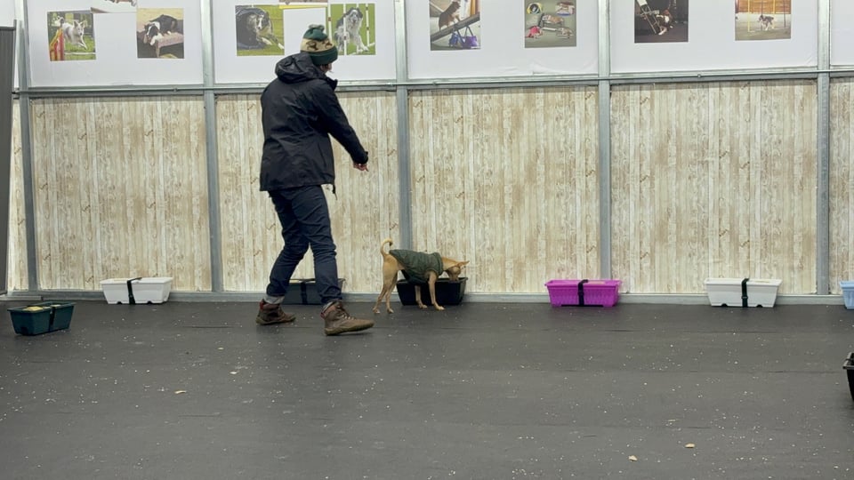 Person pointing to a box on the ground that a small tan dog is sniffing.