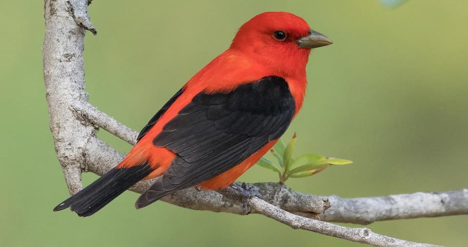 a scarlet tanager perched on a branch. it is a smallish songbird with a bright red body and black wings and tail