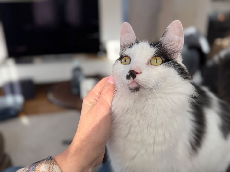 A tuxedo cat with yellow eyes look up at the person petting them.