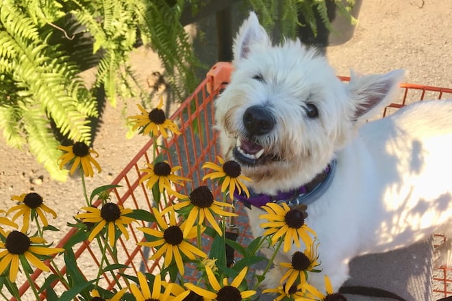 A West Highland Terrier rides in a shopping cart alongside a pot of Black-Eyed Susans