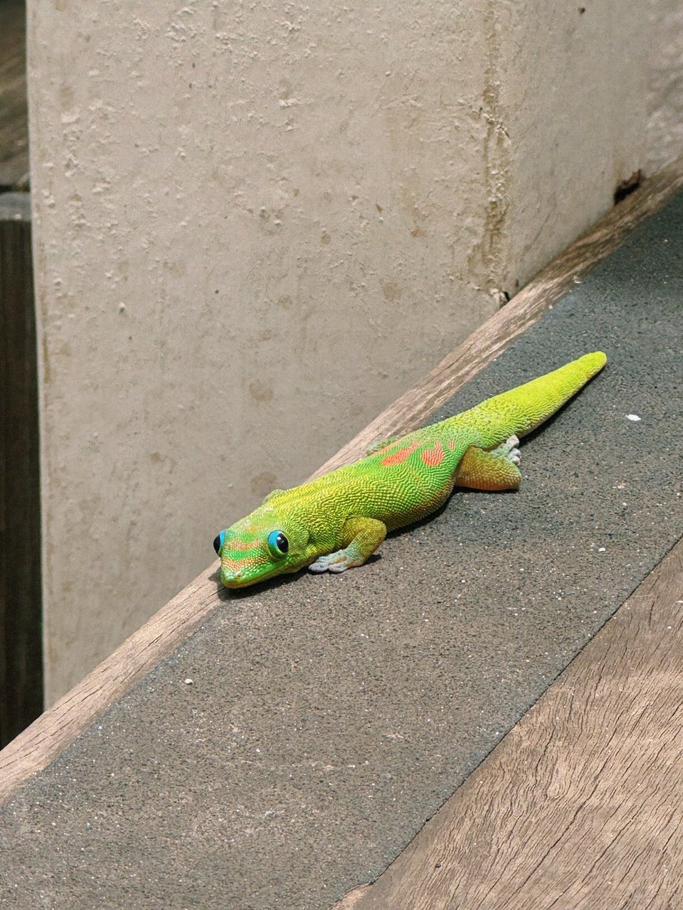 A Gold Dust Day Gecko staring directly at the camera