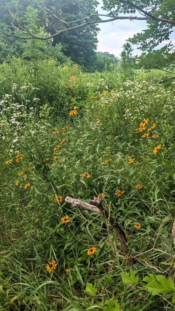 A messy, prolifically blooming tangle of a meadow. The flowers are mostly fleabane (tiny daisies) and brown-eyed susans at this stage but the greenery has many shapes and textures and some quite tall things further back will bloom soon.