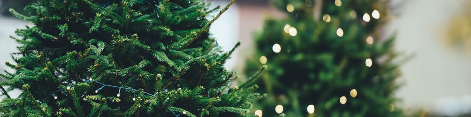 Two outdoor evergreen trees, one with bright lit lights