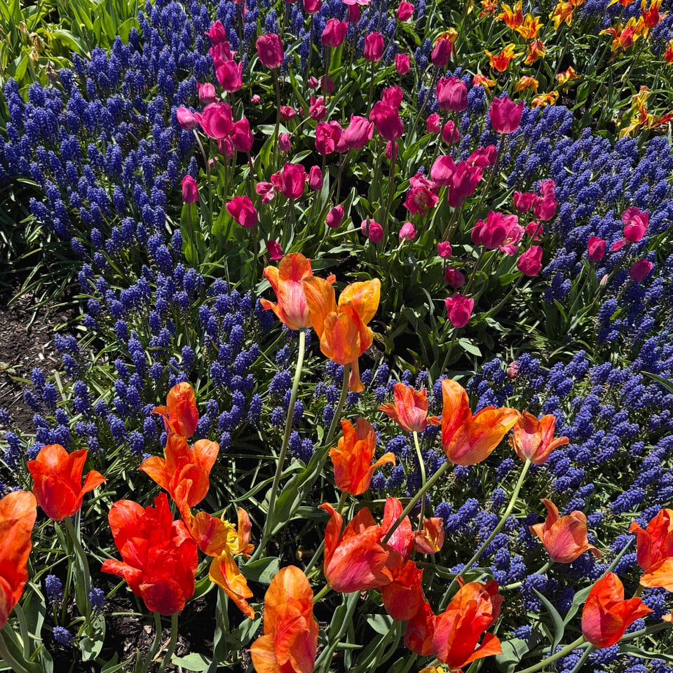 a wild explosion of super colorful tulips in a park in Albany