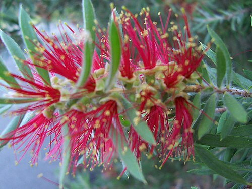 Photograph of a birdak flower, also called a bottlebrush.