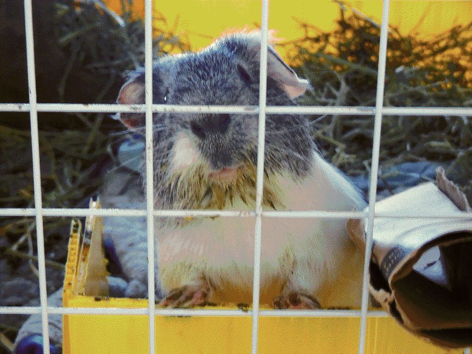 A guinea pig with food staining his hairy chin.
