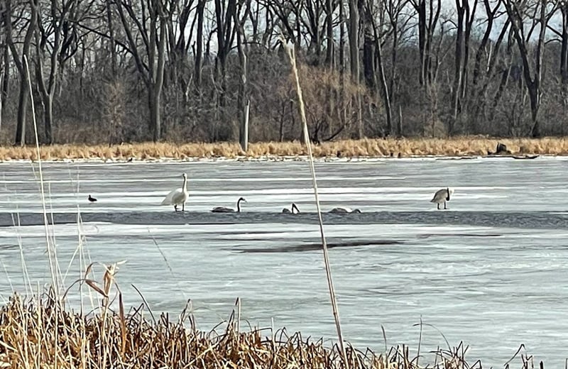 Trumpeter Swans on Pleasant Valley Lakelet in a previous, balmier January. A few Trumpeter Swans sometimes stick around into winter as long as there is open water. / Photo by Amy Jay