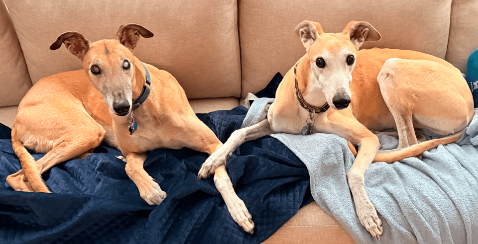 Wally, a red greyhound with glowing green eyes from his cataracts, is sitting on a couch with Obie, an older red greyhound tinged with white. Obie's paw is protectively on top of Wally's. They're looking at the camera.