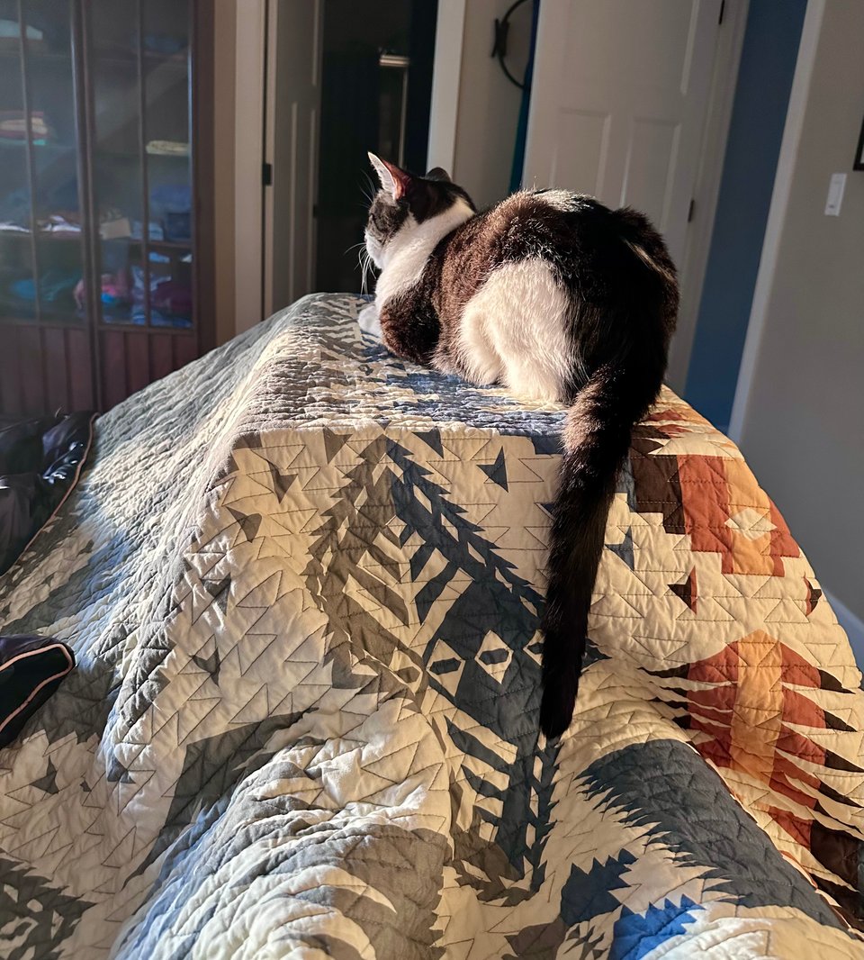 Imagine a person, for some unhinged reason, taped a large box shut, cut a hole in the short side, and then put the box under their covers so they could sleep with their feet in it. Now imagine a cat on top of the covers on top of the box, looking smug. That's it, that's the image.