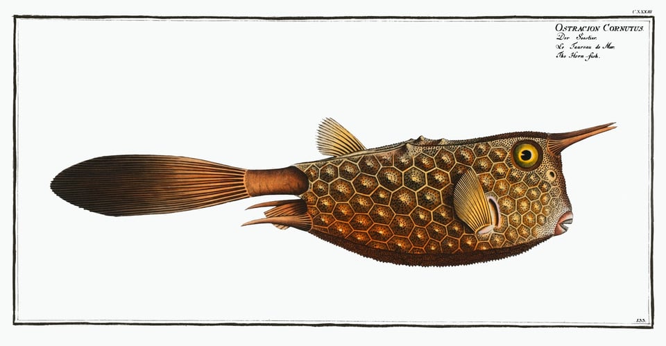 A scientific illustration of the ostracion cornutus, a boxfish found in the Indo-Pacific region. The illustration features its carapace made up of thickened, bony plate-like hexagonal scales which are jointed to one another. This fish is brown and gold, is giving us the side eye through a huge amber eye, and has his mouth agape. I chose him to represent my concern for the present day.