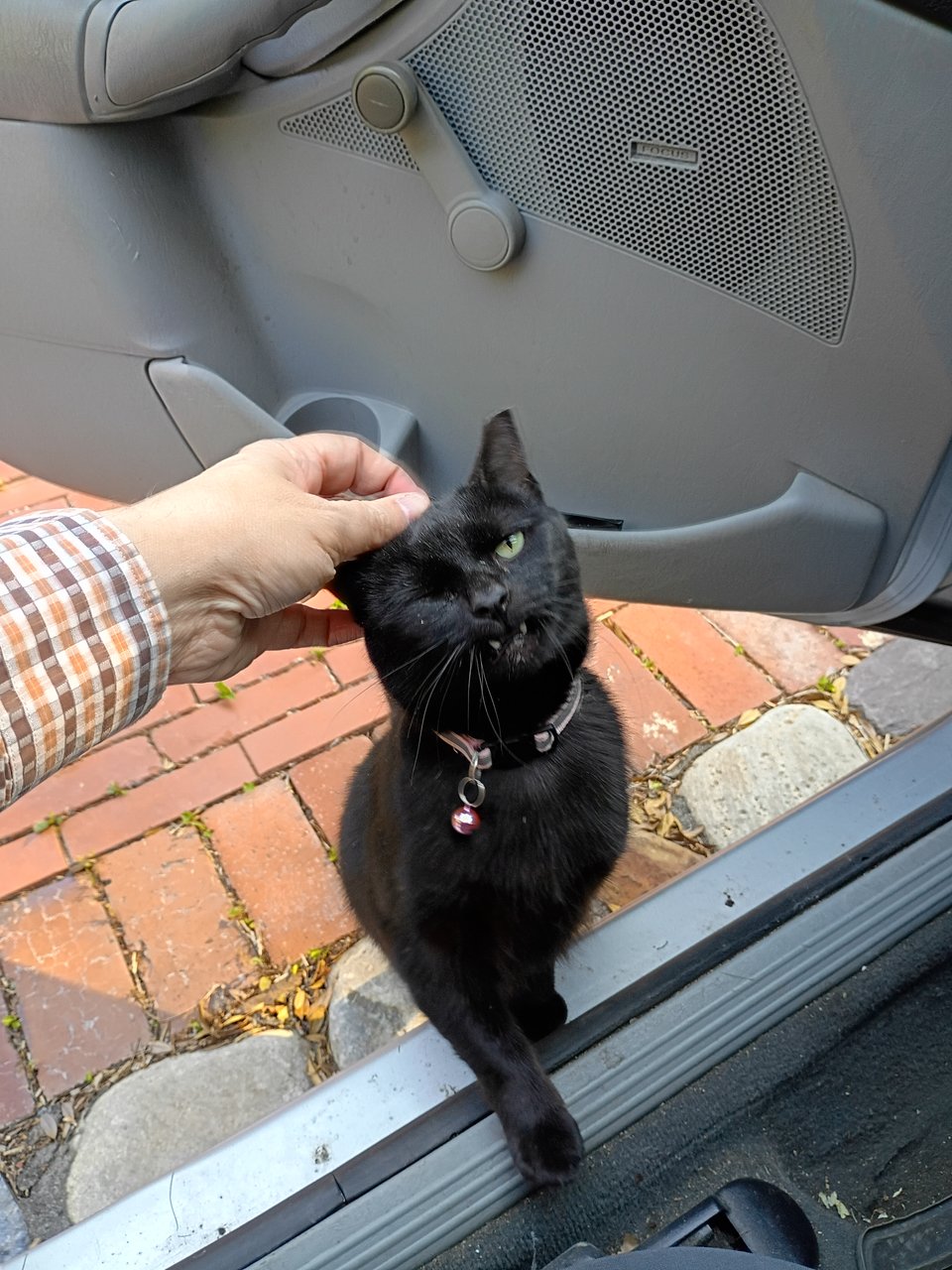a beautiful cat