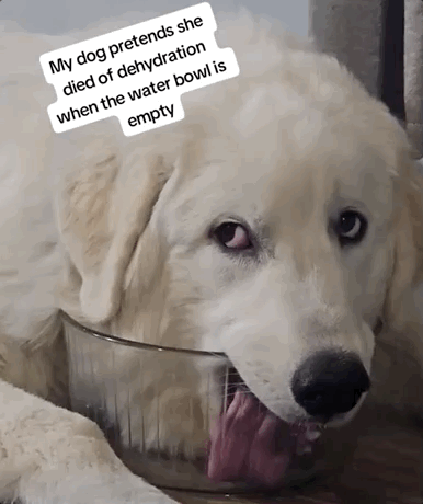 The caption reads "My dog pretends she died of dehydration when the water bowl is empty" and it's a dog laying her entire face into an empty bowl.
