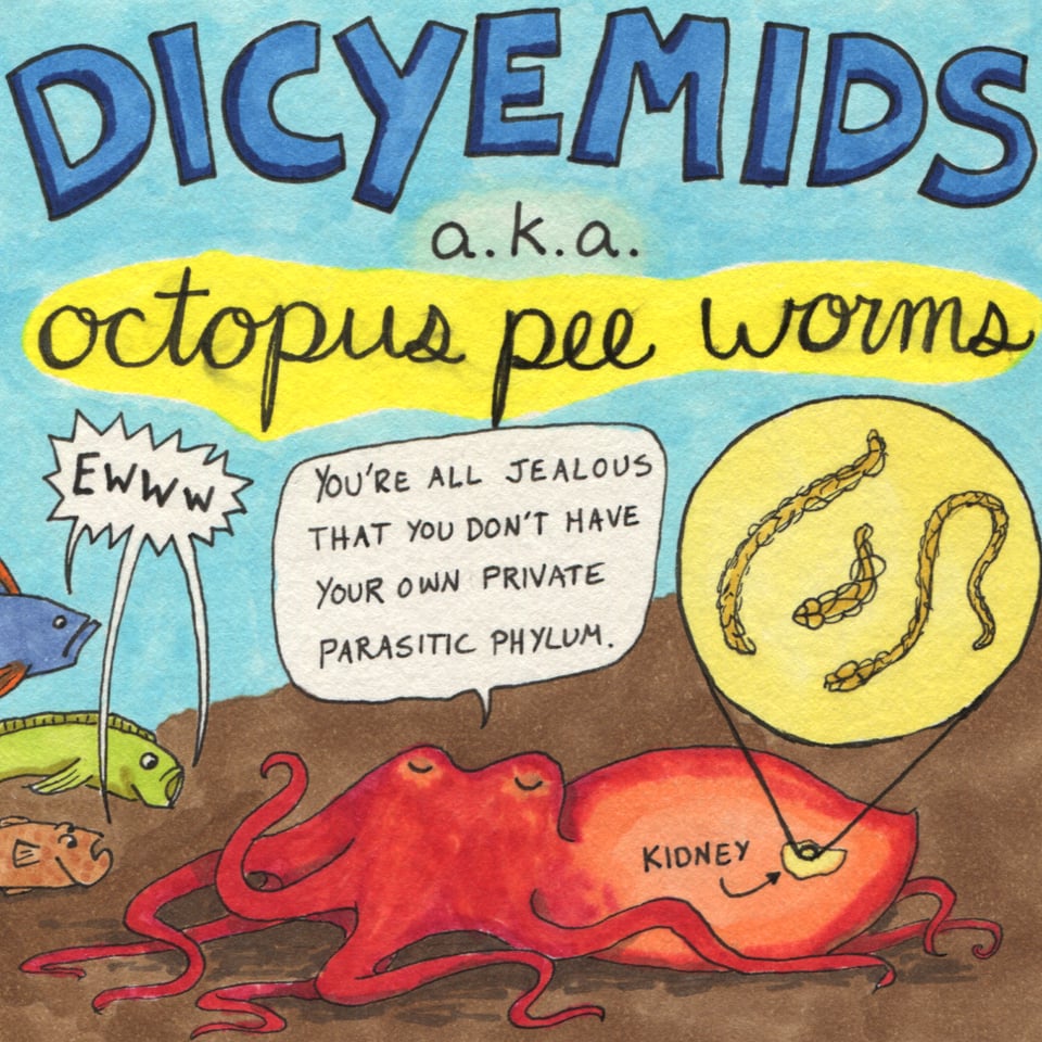 Outlined in pen and inexpertly colored with alcohol markers, this square drawing contains the title text "DICYEMIDS a.k.a. octopus pee worms" above a cartoon of three fish yelling "EWW" at an octopus, who smugly responds, "You're all jealous that you don't have your own private parasitic phylum." Inside the mantle (body) of the octopus, its kidney is labelled, and a zoomed-out view from inside the kidney shows three strange blorpy wiggly worm things. (They are dicyemids.)