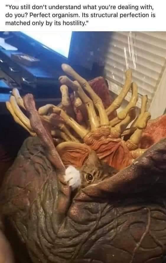A photo of a life-size reacreation of the egg from the film Alien - the egg is open and a facehugger is inside with its limbs splayed about. Also inside the egg is a cat with one big eye visible and one paw on the lip of the open egg. Text above reads: "You still don't understand what you're dealing with, do you? Perfect organism. Its structural perfection is matched only by its hostility."