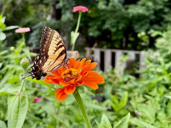 A black and yellow butterfly in side profile rests on a multi-petaled orange flower against a background of green stems and leaves. Several slats of a wood fence appear in the background.
