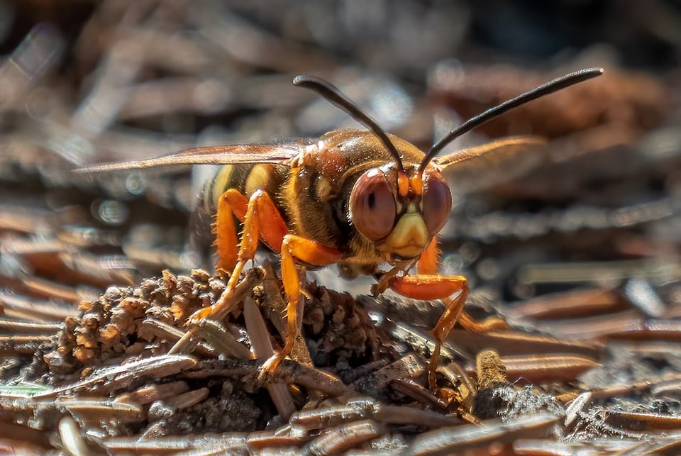 a cicada killer perched on the ground, watching you with big orange eyes