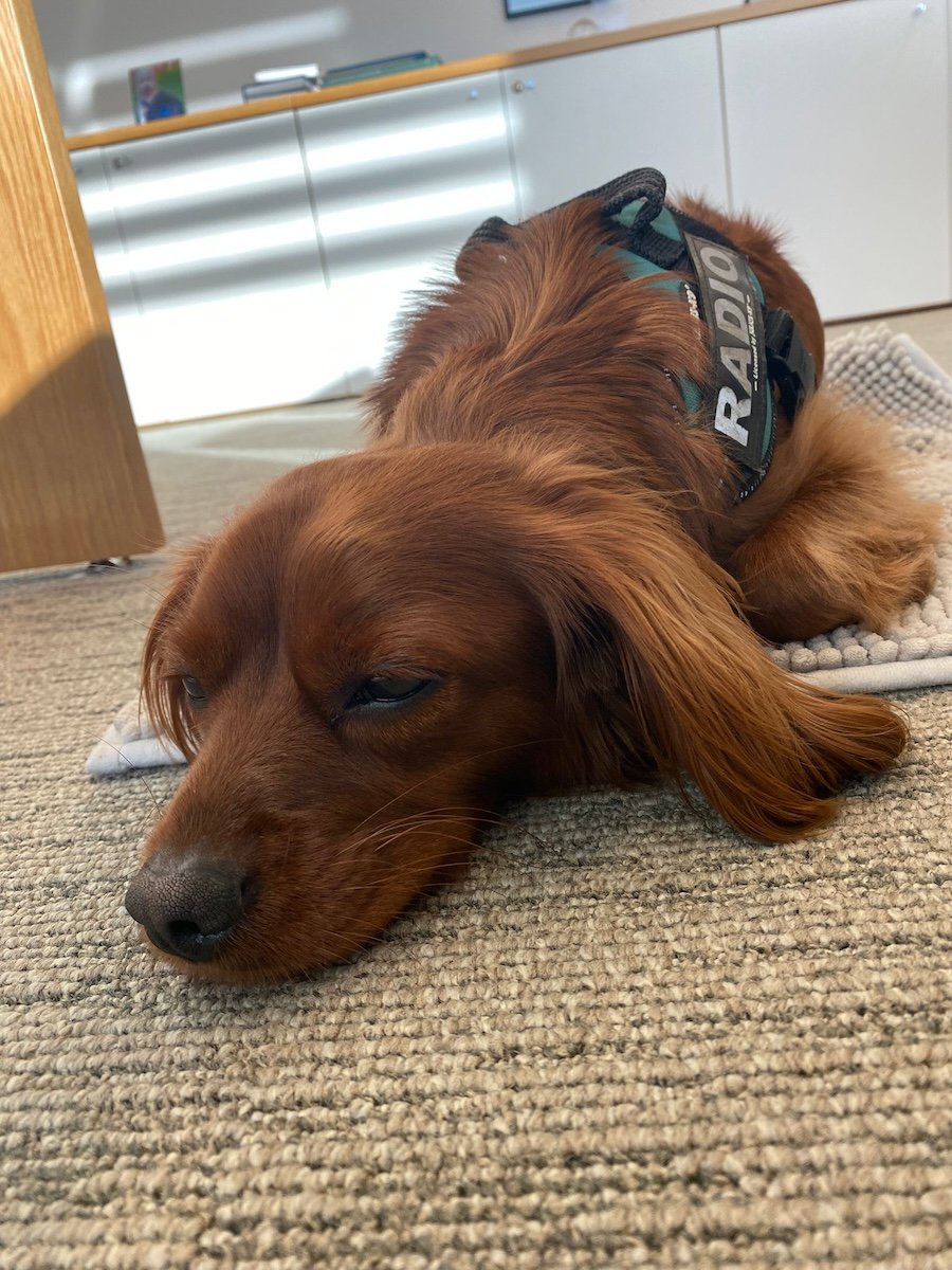 Radio asleep on a rug.