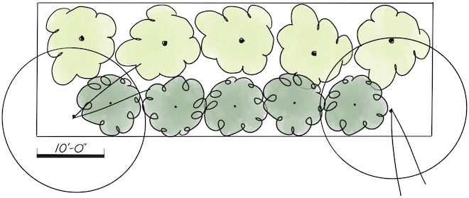 A design rendering showing two rows of shrubs and two trees.