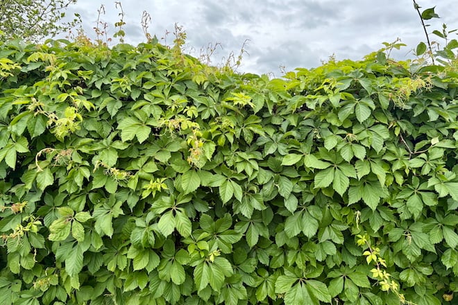 This week: It’s Not Poison Ivy