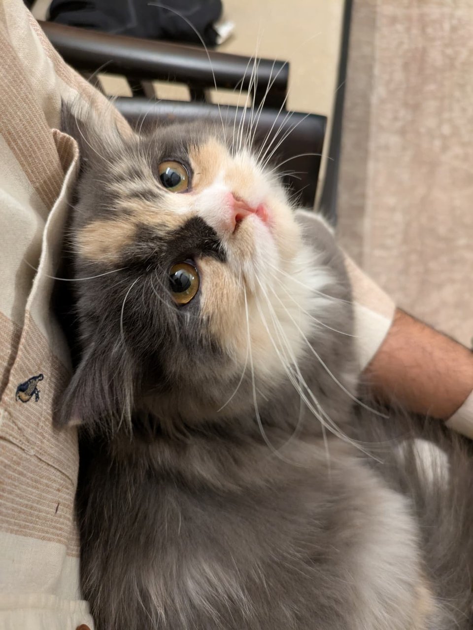 A grey and white persian cat sitting in a lap and looking up in an extreme cuteness overload look