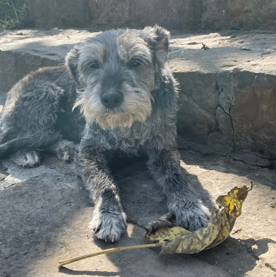 A small grey dog sits pensively on a stair.