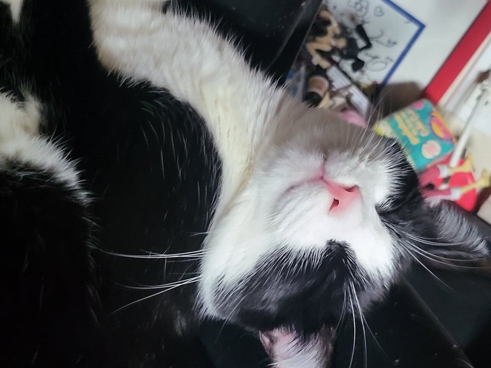 Tiansheng, also a cat, is sleeping upsidedown with his eyes closed tight and a big goofy grin on his face.