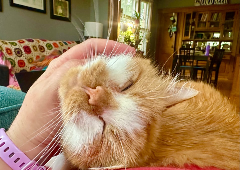 a fluffy orangd and white kitty getting his well deserved chin scratchies
