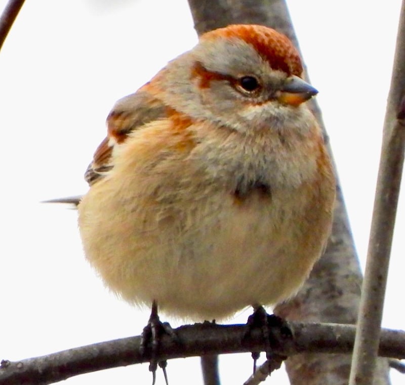 The American Tree Sparrow overwinters in the park before heading north in the spring. / Photo by Steve Dietz