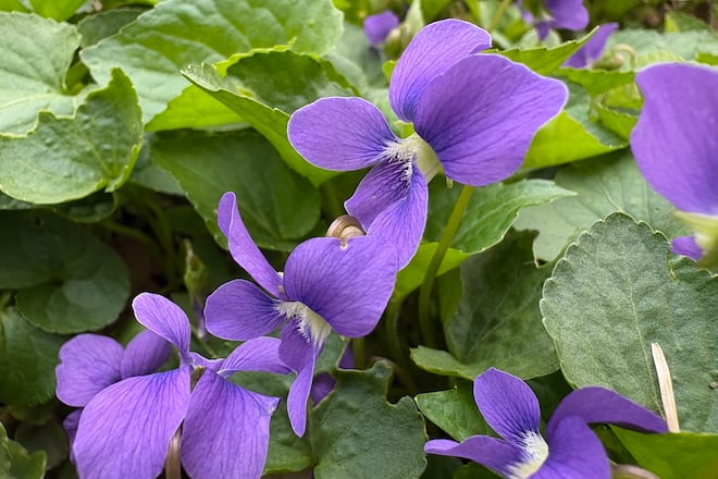 This week: Grow Violets for Butterflies