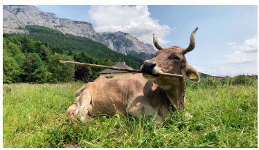 a brown cow seated in a field of green grass. A steep mountain range is visible in the background on the left, and a pale blue sky to the right. Veronika (the cow) is holding a rudimentary tool in her mouth.