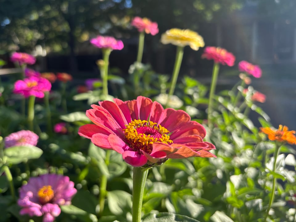 more zinnias