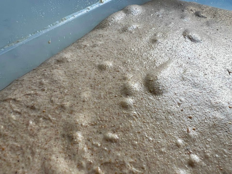 Semolina and sesame dough fermenting