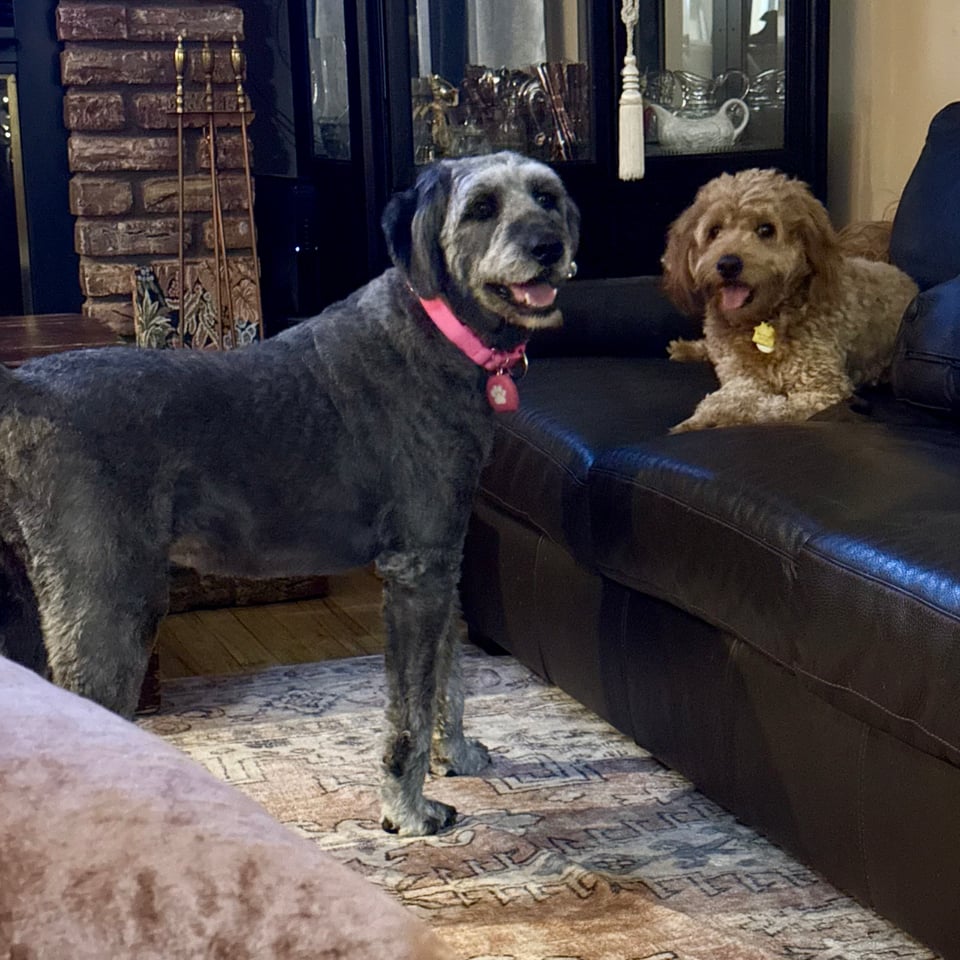 photo of a gray aussiedoodle standing in a living room next to a dark leather sofa; a brown aussiedoodle is lying on the sofa. Both are smiling for the camera.