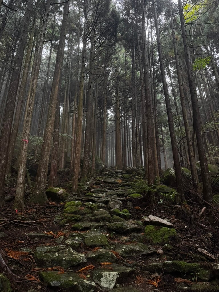 A forest path winds through a dense coniferous woodland with tall, straight trees creating vertical lines receding into the distance. The forest floor is covered with moss-covered stones, rocks, and fallen leaves in shades of brown and green. Mist or fog filters through the canopy, creating an atmospheric, diffused light. Small red and pink trail markers are visible on trees to the left. Patches of bright green moss cover many of the rocks and boulders along the path. The overall mood is serene and contemplative, typical of a pilgrimage or hiking trail in a temperate forest region.