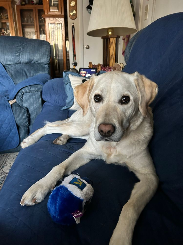 a yellow lab on a blue couch sits near a fuzzy dreidel dog toy showing a gimel