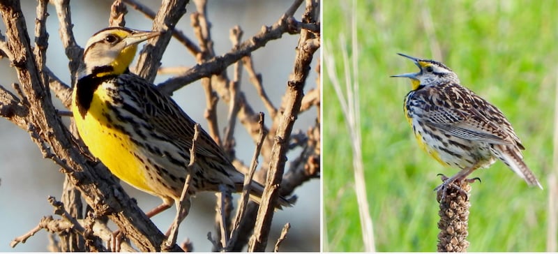 Eastern Meadowlarks along the Prairie Trail at Frontenac State Park, April 2024. / Photos by Steve Dietz