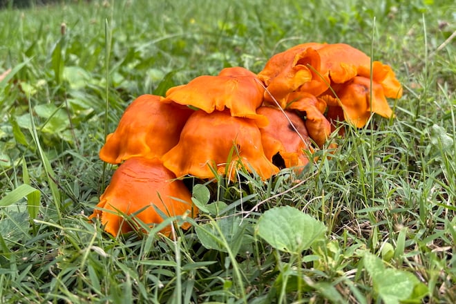 Bright orange mushroom cluster
