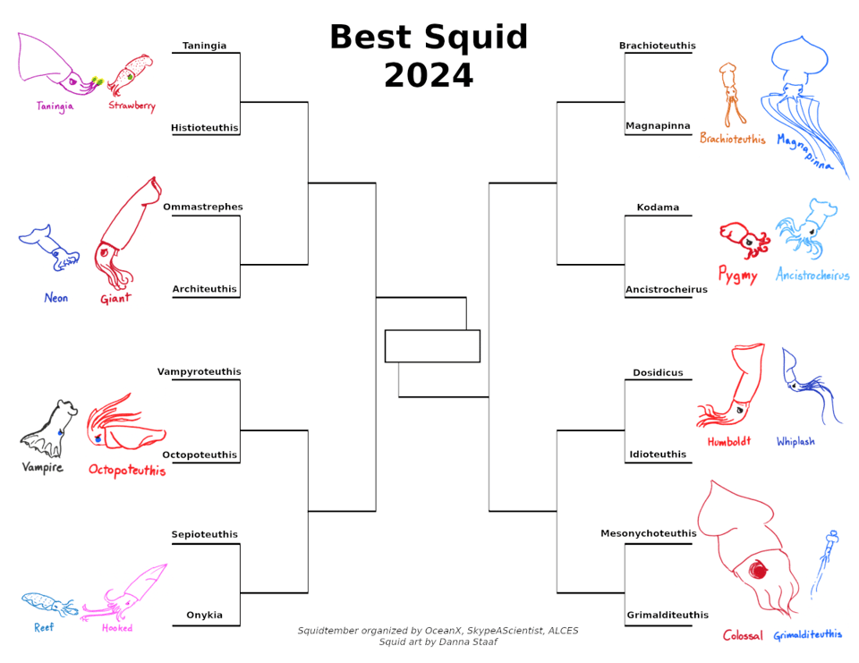 A competition bracket with sixteen competitors titled Best Squid 2024. Each initial pairing is illustrated with colorful pen drawings: Taningia vs Histioteuthis, Ommastrephes vs Architeuthis, Vampyroteuthis vs Octopoteuthis, Sepioteuthis vs Onykia, Brachioteuthis vs Magnapinna, Kodama vs Ancistrocheirus, Dosidicus vs Idioteuthis, and Mesonychoteuthis vs Grimalditeuthis.