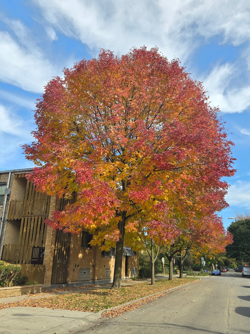 A very good and beautiful maple tree that has yellow leaves closer to the trunk that are still tinged green, fading to darker reds on the outsides
