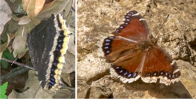Left: The Mourning Cloak’s wings are folded, and the underside is gray-brown with a yellow fringe. Photo by Steve Dietz. Right: A Mourning Cloak with its wings spread shows the russet body with yellow fringe and black band with blue spots. / Photo by Earl Bye