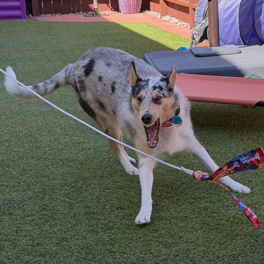 Opal the smooth collie in her backyard. Her mouth is wide open and she is trying to catch the end of the flirt pole.